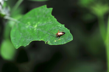 Insects inhabiting wild plants