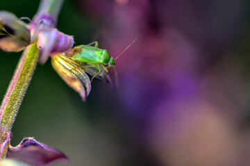 Insects inhabiting wild plants