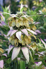 The summer wildflower known as dotted horsemint or spotted beebalm (Monarda punctata) in summer bloom