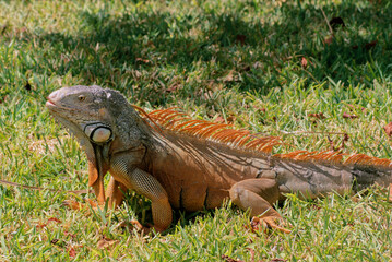 iguana in the grass 