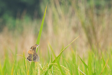 Fully grown paddy in a paddy field, green agriculture land, rural image of West Bengal, India. Paddy is the biggest agricultural product of rural India, especially in West Bengal, India.