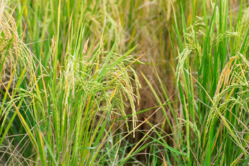 Fully grown paddy in a paddy field, green agriculture land, rural image of West Bengal, India. Paddy is the biggest agricultural product of rural India, especially in West Bengal, India.
