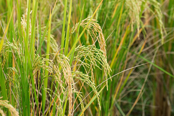 Fully grown paddy in a paddy field, green agriculture land, rural image of West Bengal, India. Paddy is the biggest agricultural product of rural India, especially in West Bengal, India.