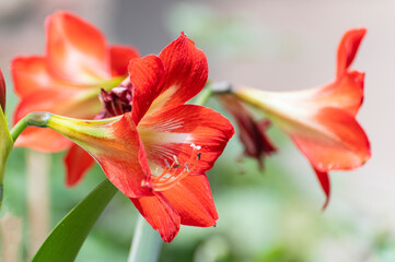 Bright Orange Lily flowers, Lilium is a genus of herbaceous flowering plants growing from bulbs, all with large prominent flowers. Shot at Howrah, West Bengal, India