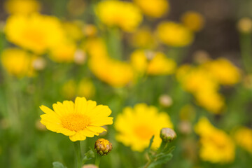 シュンギクの花