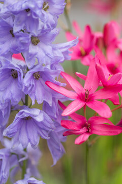デルフィニウムとイキシアの花