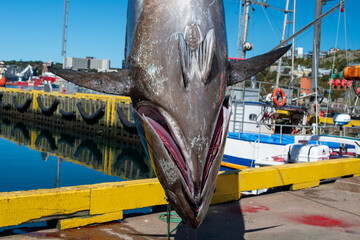 A large fresh catch of Atlantic bluefin tuna hangs ikejime style for gutting, cleaning, and...