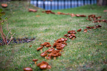 A row of multiple wild brown mushrooms growing above a dead tree root. The ground is covered in vibrant green grass and moss. The fungus is low to the ground. It has dark edges and a tan center.