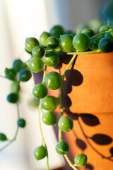 Closeup leaves of Senecio rowleyanus in terracotta pot, sunlight. Variety of succulents in Africa. Love plants. 