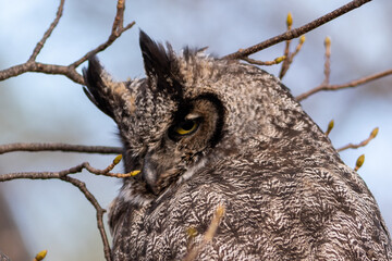 A wild great horned owl perched in a tree without leaves. The brown, black, and white color feathers on the bird of prey are camouflaged in the forest. The tiger owl is staring backward with eyes.