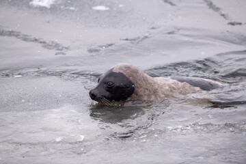 Naklejka premium Adult harp seal swimming with its head out of the cold frigid Atlantic Ocean. The animal has long whiskers, dark eyes, a grey fur coat and a heart shaped nose. The side view of the seal shows no ears 