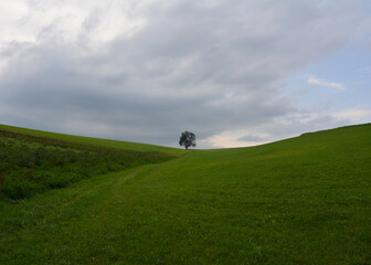 Fototapeta premium Tree on a green hill