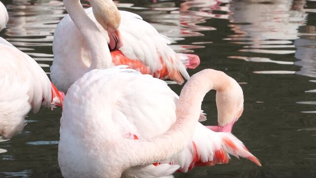 Close up of Flamingos in Camargue, France. Parc ornithologique de Pont de Gau, Camargue, France