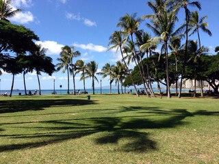 palm trees in the park
