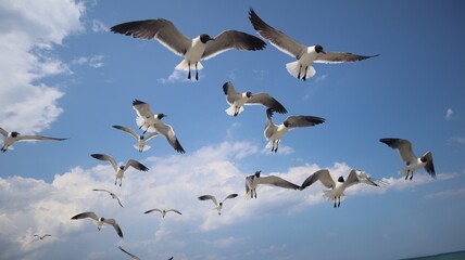 seagulls in flight