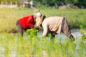 Naklejka na ściany i meble farmer transplant rice seedlings in rice field