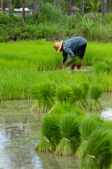 farmer transplant rice seedlings in rice field