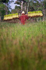farmer transplant rice seedlings in rice field