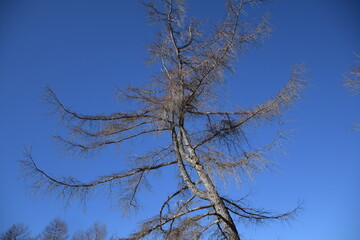ダンシングツリー, 雲取山