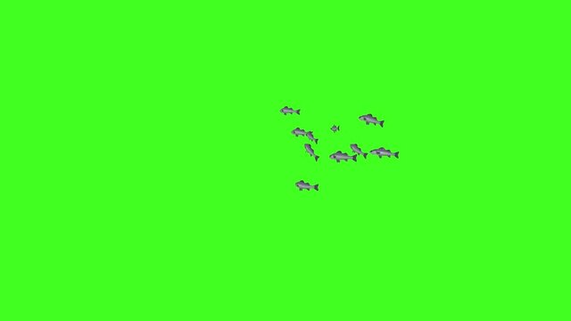 Fish Animation, Fish Swim Green Screen Video, 3D Animation, Underwater, Single and Group, Fish group underwater,  Chroma screen, Realistic fish animation, Isolated School of Fish