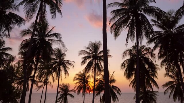 Timelapse of Sunset sky and clouds with coconut palm trees in Phuket Thailand Nature background Coconut palm trees blow in wind