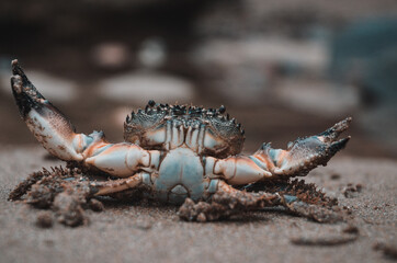 red crab on the beach