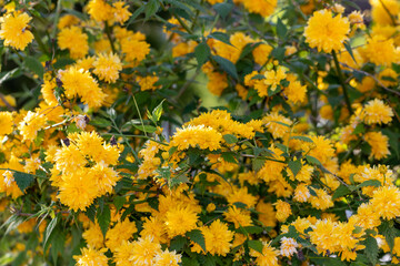 Background of profusely flowering double yellow flowers kerria japonica