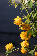 A ray of sunshine on the bright double yellow flowers of the kerria japonica