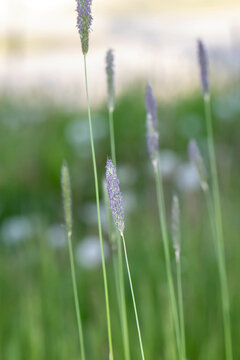 Lilac stalk of meadow foxtail (lat. Alopecurus pratensis), cereals in landscape design