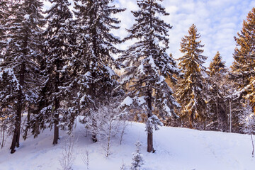 Landscape of a coniferous high forest on a hill with white fresh clean snow around. 
