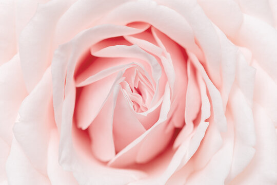 Close up white pink rose flower, delicate macro petals pastel colors, aesthetic floral background. Fresh tenderness bloom rose, fon for congratulations. Soft focus nature flowery image.