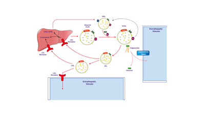 LDL metabolism [Low density lipoprotein]