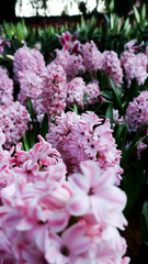 Hyacinthus or Scilloideae, Asparagaceae or  Hyacinthus or Plantae