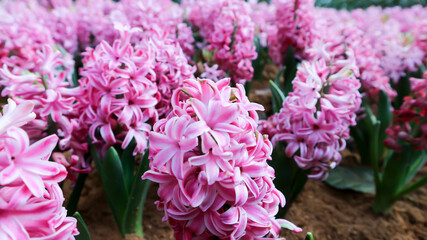 Obraz premium Hyacinthus or Scilloideae, Asparagaceae or Hyacinthus or Plantae
