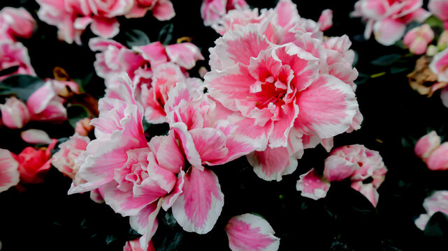 Rhododendron arboreum Smith subsp, delavayi or Franch or Chamberlain or  ERICACEAE