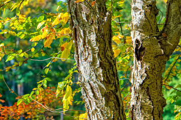 tree in autumn