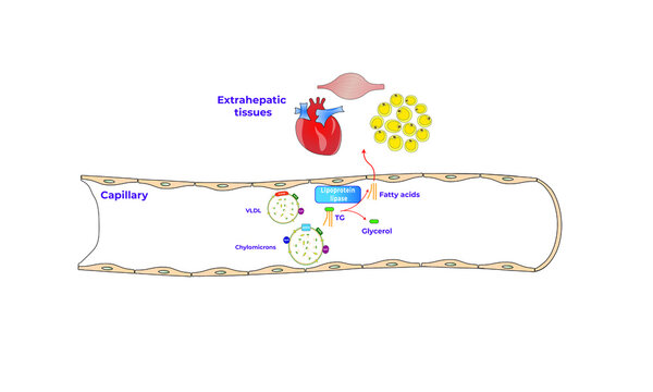 Lipoprotein Lipase [VLDL and chylomicrons]