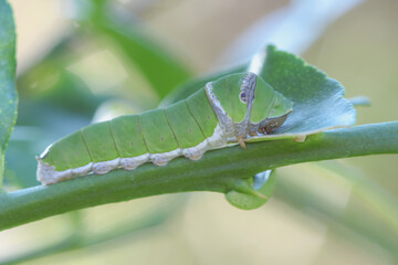 A fat caterpillar perched on a leaf.