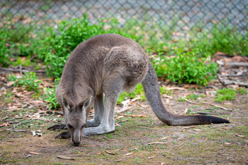 kangaroo in the park