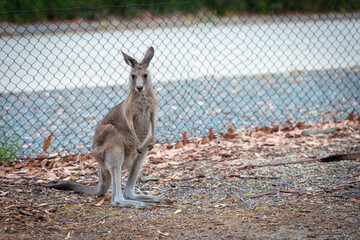 kangaroo in the zoo