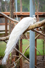 Albino Peacock