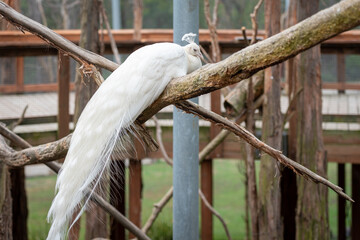 Albino Peacock