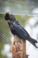 Red-tailed black cockatoo
