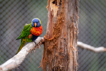 Lorikeet