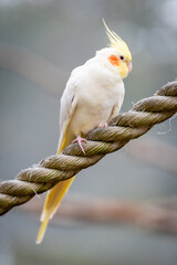 Cockatiel