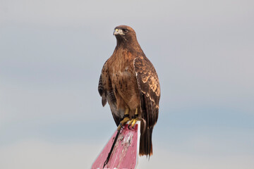 A wildlife rescued Red Tailed Hawk