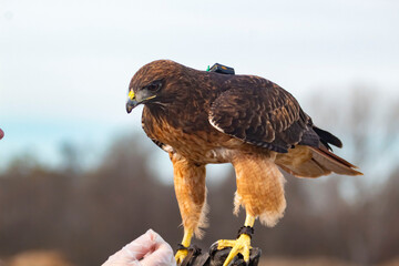 A wildlife rescued Red Tailed Hawk