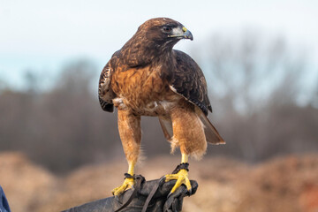 A wildlife rescued Red Tailed Hawk