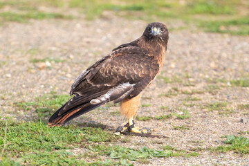 A wildlife rescued Red Tailed Hawk