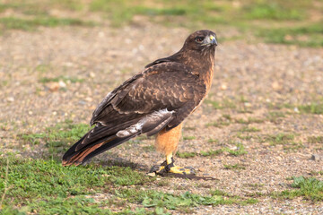 Obraz premium A wildlife rescued Red Tailed Hawk